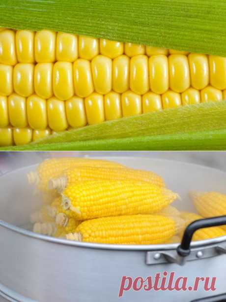 Как правильно сварить кукурузу: самые важные советы - KitchenMag.ru