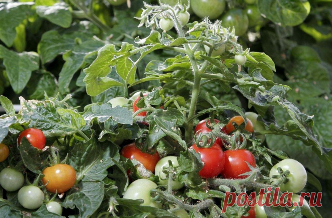Оказывается есть сорта томатов, которые почти не требуют ухода | Записки огородницы | Яндекс Дзен