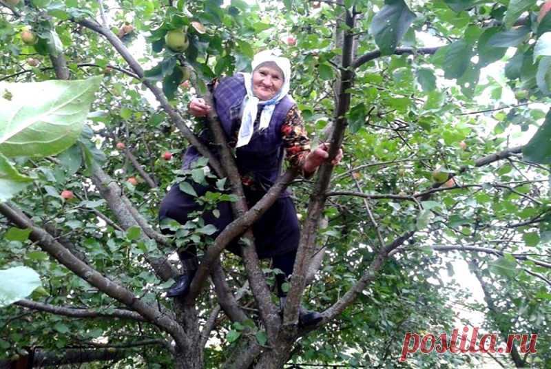 День лазанья по деревьям (National Tree Climbing Day) — это неофициальный праздник, зародившийся в США. Точный автор и год установления неизвестны, но идея быстро стала популярной благодаря:

Детским и экологическим организациям, пропагандирующим активный отдых и связь с природой.

Книгам и фильмам, где лазание по деревьям символизирует свободу (например, «Форрест Гамп»).

Праздник призван напомнить о простых радостях жизни и важности сохранения деревьев.