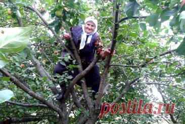День лазанья по деревьям (National Tree Climbing Day) — это неофициальный праздник, зародившийся в США. Точный автор и год установления неизвестны, но идея быстро стала популярной благодаря:

Детским и экологическим организациям, пропагандирующим активный отдых и связь с природой.

Книгам и фильмам, где лазание по деревьям символизирует свободу (например, «Форрест Гамп»).

Праздник призван напомнить о простых радостях жизни и важности сохранения деревьев.