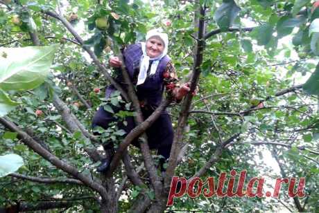 День лазанья по деревьям (National Tree Climbing Day) — это неофициальный праздник, зародившийся в США. Точный автор и год установления неизвестны, но идея быстро стала популярной благодаря:

Детским и экологическим организациям, пропагандирующим активный отдых и связь с природой.

Книгам и фильмам, где лазание по деревьям символизирует свободу (например, «Форрест Гамп»).

Праздник призван напомнить о простых радостях жизни и важности сохранения деревьев.