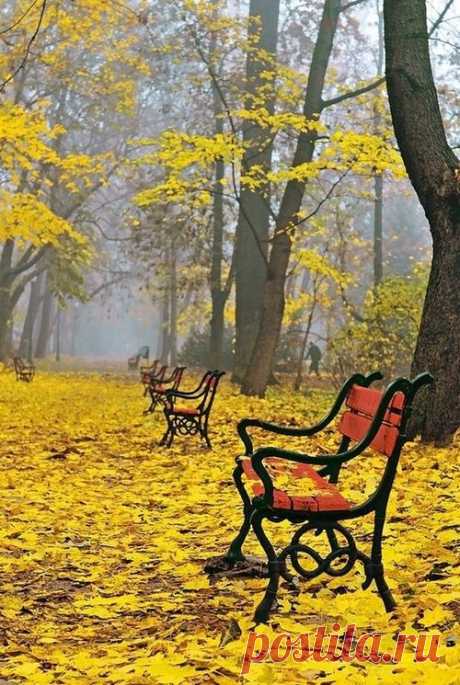 (11) Autumn Yellow, Poland | Animal Photography