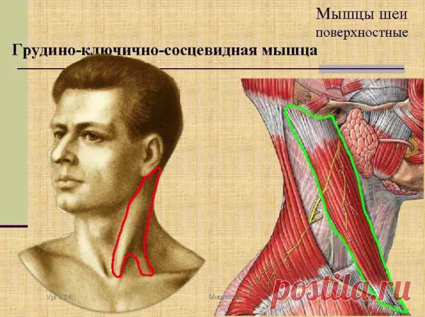 Какая мышца шеи исправляет осанку и отвечает за 