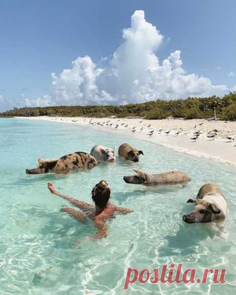 Сейчас бы со свинюшками на Багамах купаться, а не вот это вот всё.