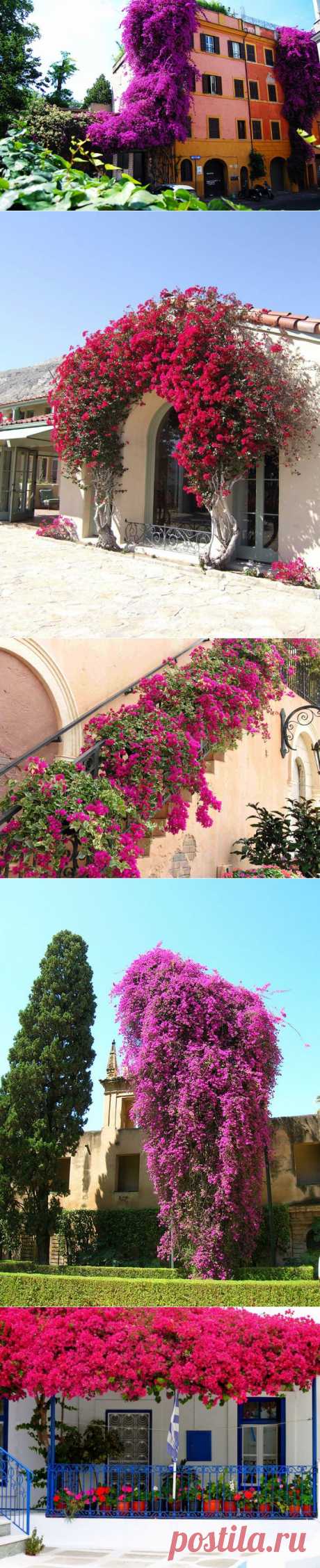 ФотоТелеграф » Бугенвиллея – растение для украшения архитектуры