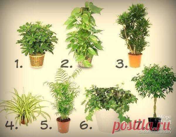 7 лучших растений для очистки воздуха внутри помещения.