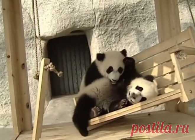 4 панды веселятся на детской площадке | Дай лапку