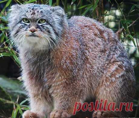 Pallas' Cat - Manul, Thickest Fur of Wild Cats | Animal Pictures and Facts | FactZoo.com