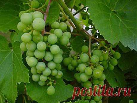 (+1) тема - Весенняя обрезка винограда: подробная инструкция | 6 соток