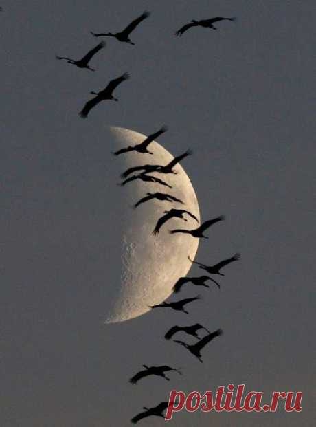 Birds, Birds, Birds | Moonlight