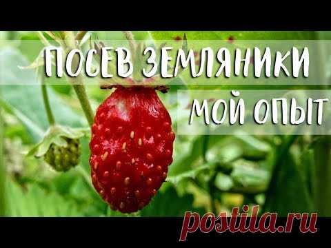 ТОП 2 СПОСОБА ПОСЕВА ЗЕМЛЯНИКИ ИЗ СЕМЯН || МОЙ МНОГОЛЕТНИЙ ОПЫТ!