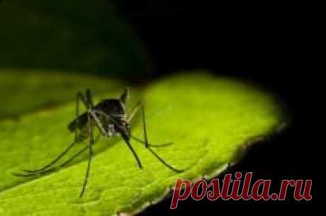 25 апреля отмечается "Всемирный день борьбы против малярии"