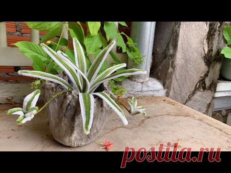 ABC TV | How To Make Spider Plant With Pipe Cleaner - Craft Tutorial