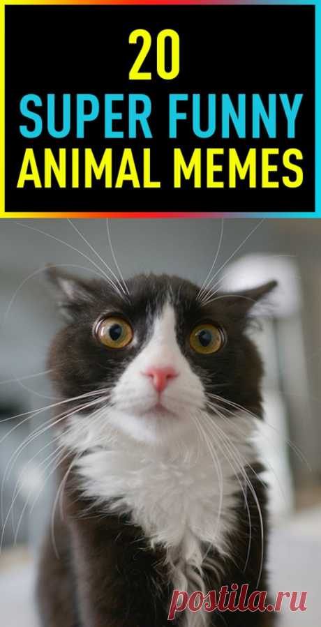 20 Super Funny Animal Memes | Postris