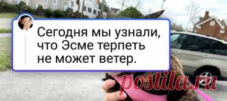 18 питомцев, которым срочно надо дать «Оскар» за артистизм