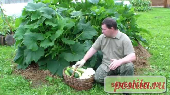 Выращивание кабачков, цуккини и патиссонов хитрым способом