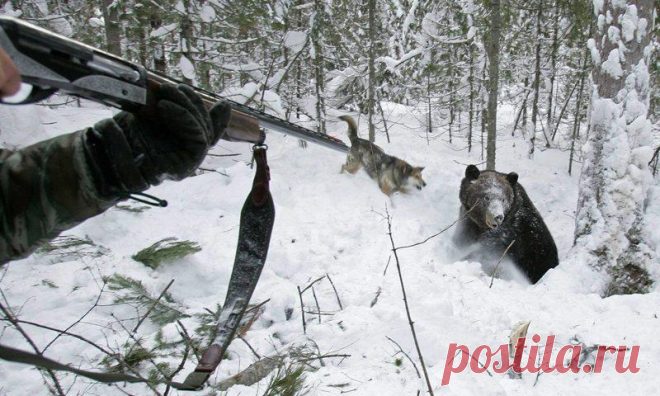 ❄️ Охота на медведя в берлоге зимой: сроки, способы, подготовка и снаряжение|GetHunt