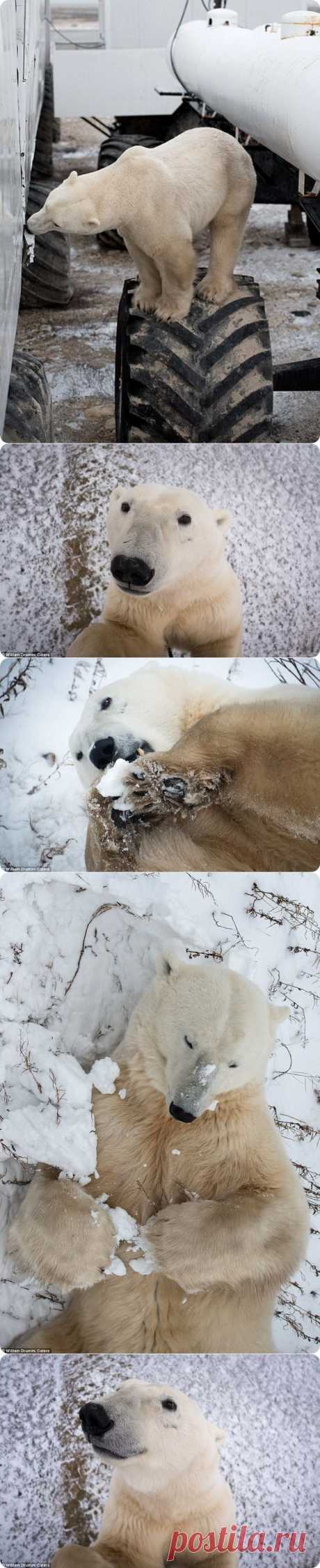 Любопытный полярный медведь из Черчилля | Дай лапку