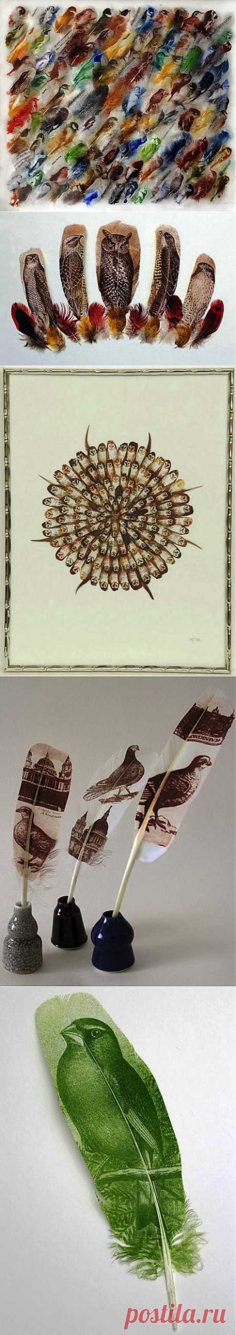 Перья вместо холста: удивительные рисунки птиц | Изюминки