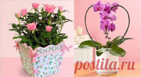 Смотри, как распускаются бутоны розы и орхидеи