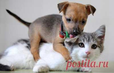 Cute&Cool Pets 4U: Kittens and Puppies Pictures