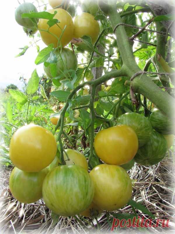 7 способов ускорить созревание томатов | Дачный участок