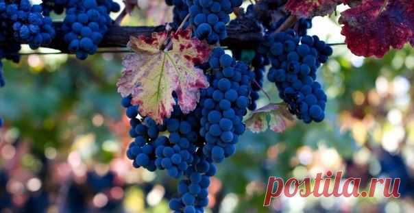 Осенняя обрезка и укрытие винограда