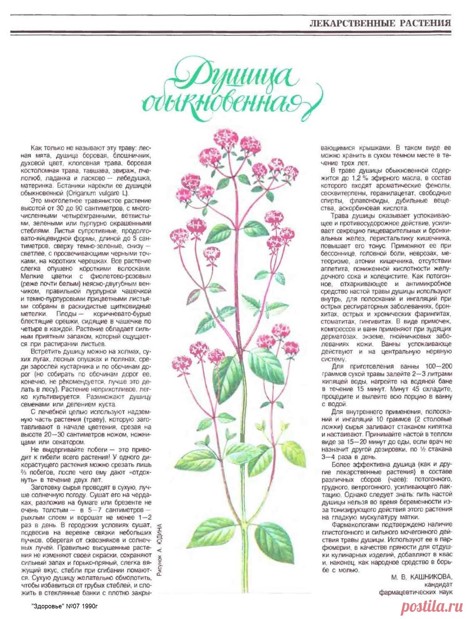 Душица обыкновенная (орегано)
