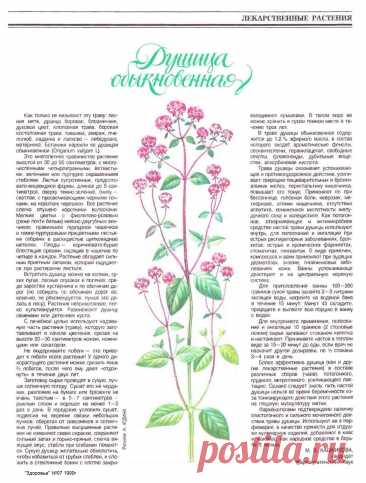 Душица обыкновенная (орегано)