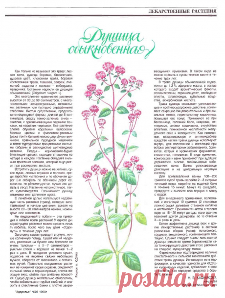 Душица обыкновенная (орегано)