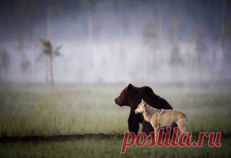 Ласси Раутиайнен, известный финский фотограф дикой природы, запечатлел пример необычной дружбы между бурым медведем и волчицей. Молодой, но довольно крупный медведь и волчица создали необычный союз. По словам Ласси, скорее всего, это произошло по молодости животных — из-за того, что у них не было достаточного опыта в охоте. Объединив усилия, молодым хищникам удалось выжить в суровых условиях дикой среды. Ласси считает, что им довольно комфортно вместе. В течение десяти дней, когда он наблюдал за