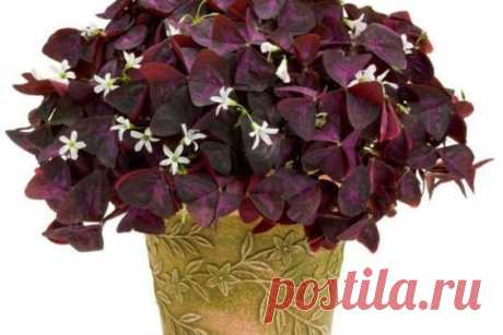 Цветок оксалис (кислица): посадка, выращивание и уход в домашних условиях, приметы и суеверия