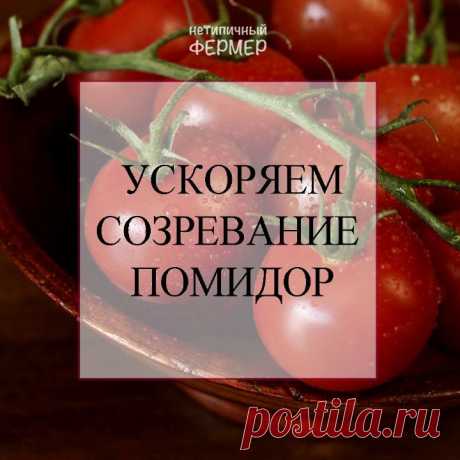 @netfermer.ru в Instagram: «УСКОРЯЕМ СОЗРЕВАНИЕ ТОМАТОВ . . К сожалению, с погодой в этом году очень трудно и энергозатратно собрать хороший урожай. В одном регионе…»