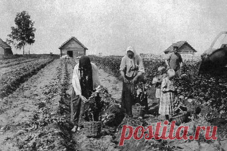 Что русские выращивали в огороде до появления картошки | Кириллица | Яндекс Дзен