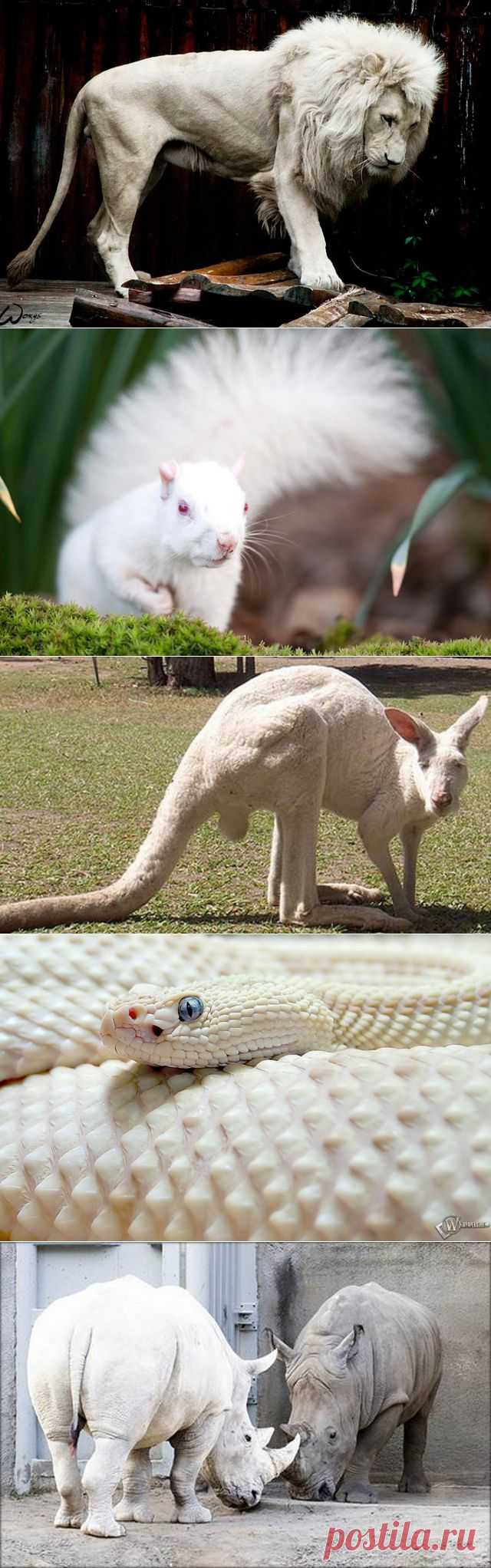 Животные-альбиносы удивительной красоты