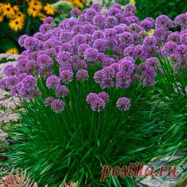 Многолетний садовый цветок Лук (Allium). Многолетнее травянистое луковичное или корневищное растение. Листья прикорневые, сочные, трубчатые, со специфическим запахом, длиной до 50 см, обладают фитонцидными свойствами. Соцветия зонтиковидные на безлистном цветоносе-стрелке. Цветки белые, розовые, пурпурные, желтые, фиолетовые.