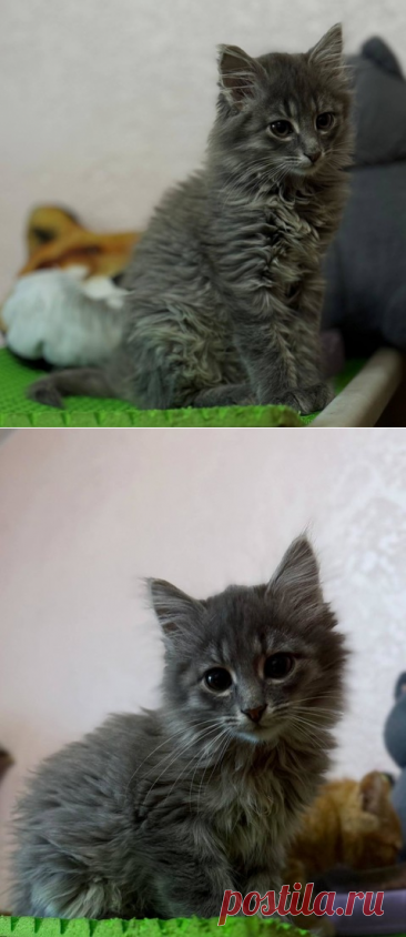 Красивейший кот по имени Пинки ищет свое счастье! Москва – &quot;ЗВЕЗДЫ В ЗАЩИТУ ЖИВОТНЫХ&quot;, пользователь Galina Panina | Группы Мой Мир