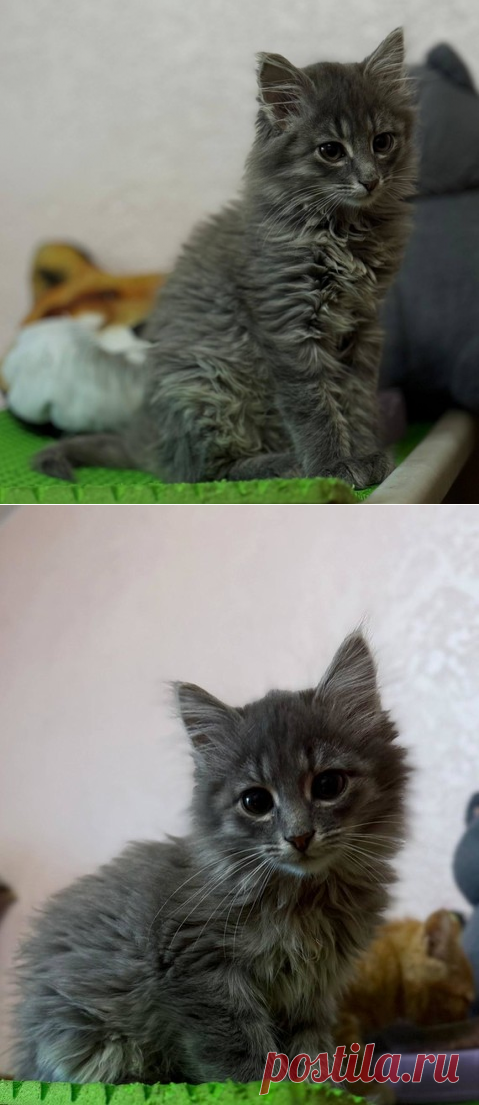 Красивейший кот по имени Пинки ищет свое счастье! Москва – "ЗВЕЗДЫ В ЗАЩИТУ ЖИВОТНЫХ", пользователь Galina Panina | Группы Мой Мир