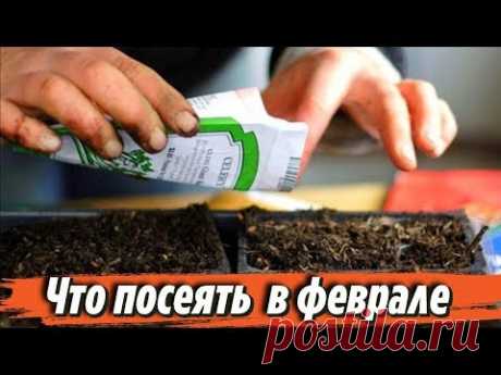 Что посеять в феврале на рассаду Сроки посева семян Советы для дачников и огородников - YouTube