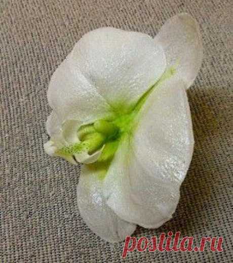 Мастер класс цветы из мастики - Орхидея Фаленопсис. | Идея Меню