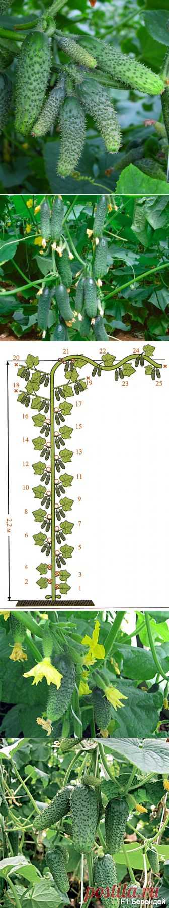 БУКЕТНЫЕ ОГУРЦЫ, ЧТО ЭТО ТАКОЕ? | НА ЗАВАЛИНКЕ