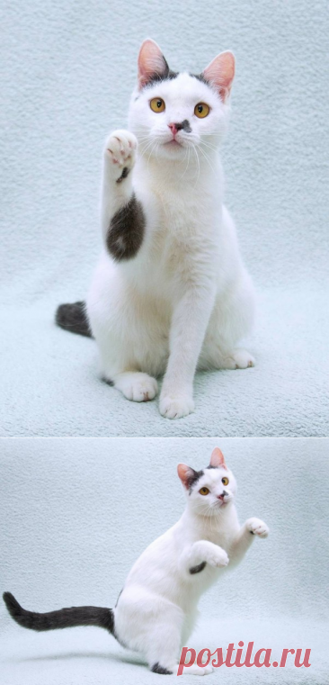 Кошечка Котобан ищет доброе сердце. Москва – ПОДАРИ НАДЕЖДУ, пользователь Ольга Бавилина | Группы Мой Мир