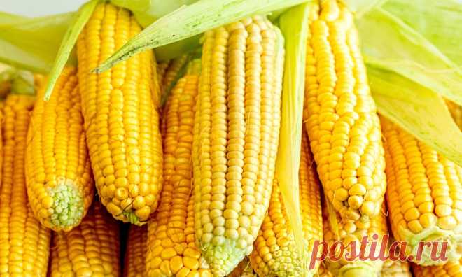 Помимо питательных и вкусовых качеств, кукуруза обладает многими пол .