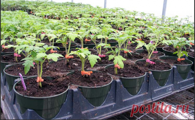 Как посадить семена томатов позже, а получить урожай раньше - 3 способа | Волжский сад | Дзен