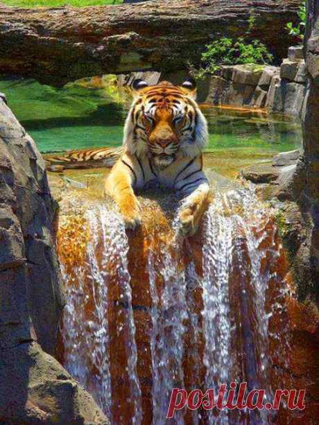 #тигр   #tiger   #мирпрекрасен   #beautiful   #позитив   #животные   #positive…