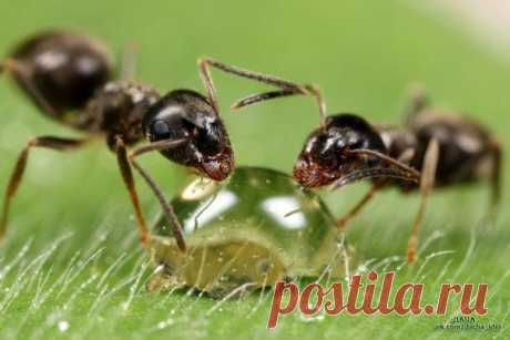 Как спасти дачный участок от муравьиного нашествия