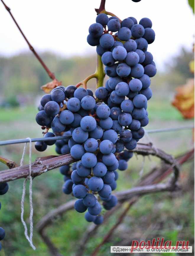 Как сделать вино из винограда 