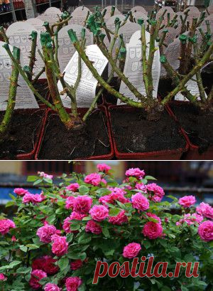 Чем подкормить розы весной и как правильно удобрять цветы? + видео
