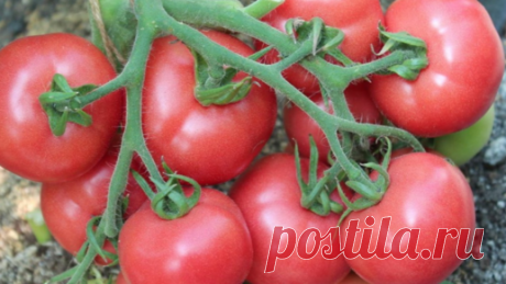 2 лучших низкорослых сорта томатов для открытого грунта, которые завалят урожаем. Рассказываю про сорта томатов Катя и Анюта | Елена сад и огород | Дзен