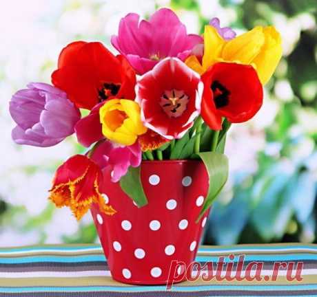 13 самых частых вопросов о тюльпанах – все, что вы хотели узнать | Тюльпаны, Нарциссы (Огород.ru)